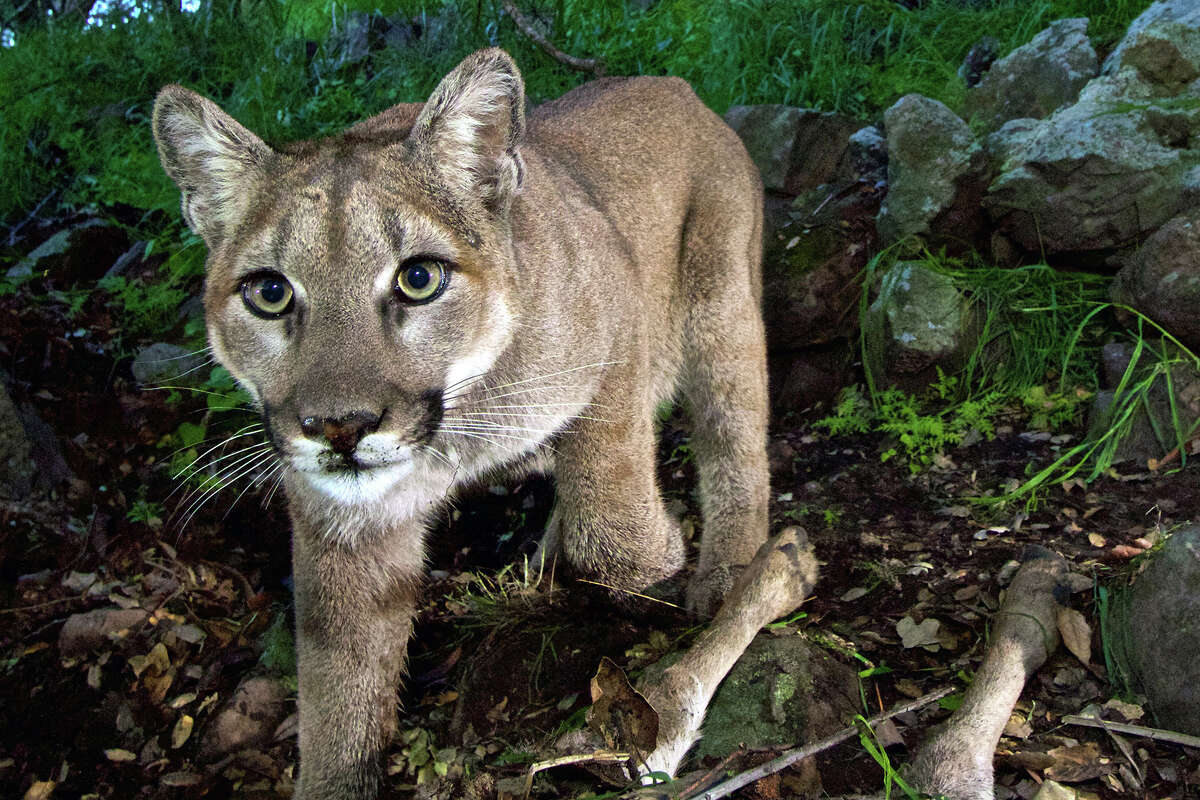 mountain lion killed in oceanside