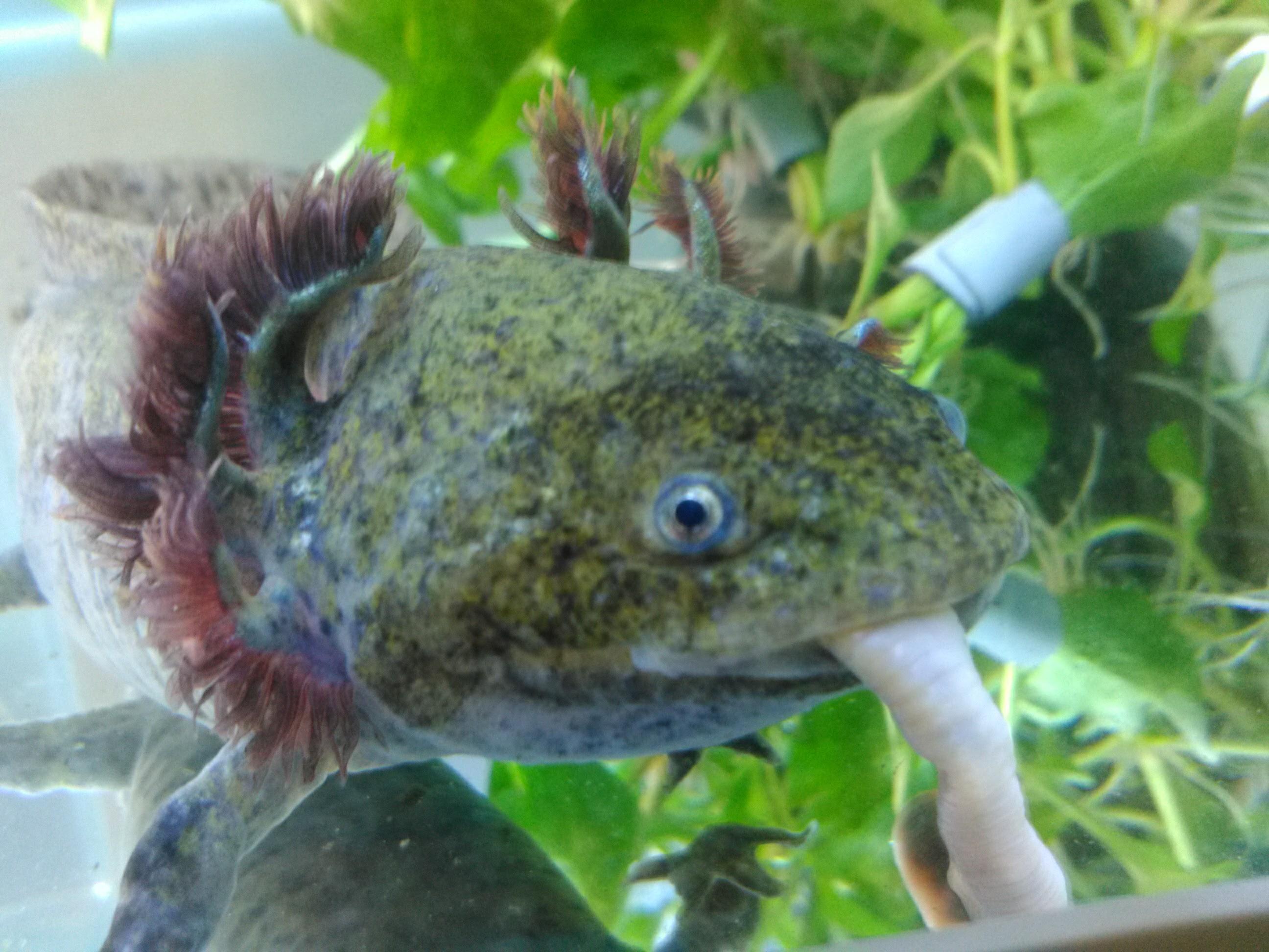 what do axolotls eat